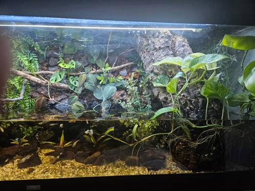Aquarium Kurk stam, Dieren en Toebehoren, Vissen | Aquaria en Toebehoren, Zo goed als nieuw, Plant(en), Steen of Hout, Ophalen