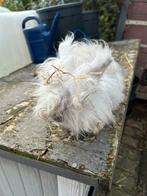 Angora ram, Dieren en Toebehoren, Konijnen, Mannelijk, Dwerg, 0 tot 2 jaar