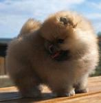 Pomeranian pomeriaan, Dieren en Toebehoren, Rabiës (hondsdolheid), Reu, 8 tot 15 weken, Poolhond