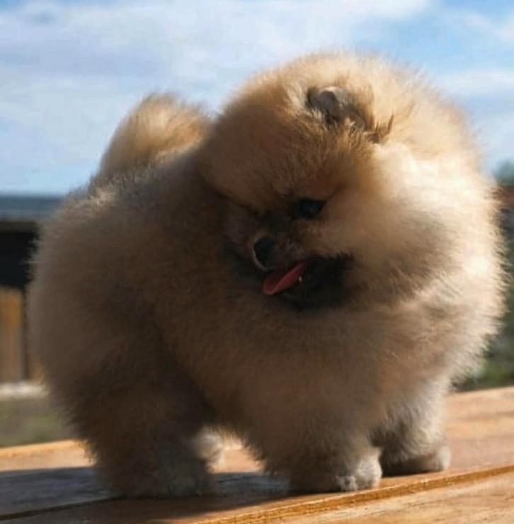 Pomeranian pomeriaan, Dieren en Toebehoren, Honden | Poolhonden, Keeshonden en Oertypen, Reu, Poolhond, Particulier, Eén hond