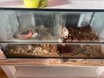 Afrikaanse slak met terrarium en verwarming, Dieren en Toebehoren, Reptielen en Amfibieën, Met terrarium