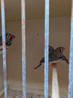 Zebravink mannen, Dieren en Toebehoren, Vogels | Overige Vogels, Mannelijk