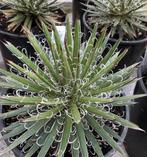 Agave Leopoldii, Ophalen of Verzenden, Bloeit niet, Overige soorten, Volle zon