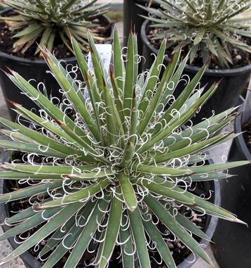 Agave Leopoldii beschikbaar voor biedingen