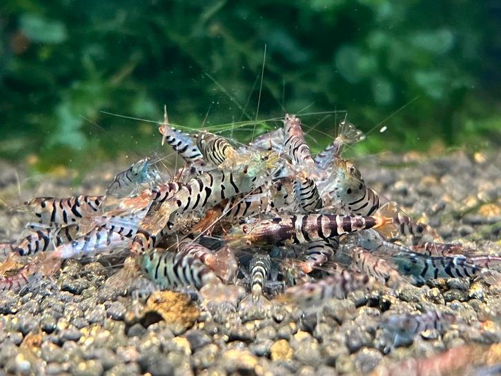 garnalen BOA Crystal Taiwan OE Fancy Red PRL Snowfall Metall, Dieren en Toebehoren, Vissen | Aquariumvissen, Zoetwatervis, Kreeft, Krab of Garnaal