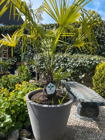 Plantenbak inclusief palm beschikbaar voor biedingen