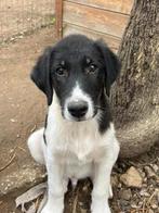 Maak kennis met Tekki, Dieren en Toebehoren, Honden | Niet-rashonden, Particulier, Rabiës (hondsdolheid), 15 weken tot 1 jaar