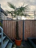 Mooie Palmbomen te koop, Bloeit niet, Ophalen of Verzenden, 100 tot 250 cm, Palmboom