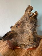 SALE Grote Opgezette everzwijnkop zwijn taxidermie mancave, Ophalen, Gebruikt, Opgezet dier