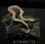 Mooi koppel Heterodon Nasicus Haakneus slang 1.1 Arctic, Dieren en Toebehoren, Reptielen en Amfibieën, Slang, 0 tot 2 jaar