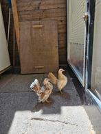 Trio serama, Dieren en Toebehoren, Pluimvee, Meerdere dieren, Kip
