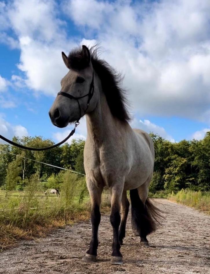 Bijrijder gezocht/verzorger, Dieren en Toebehoren, Paarden en Pony's | Verzorgingsproducten, Nieuw, Ophalen