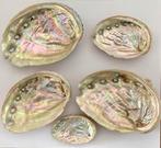 Parelmoer schelpen, Verzamelen, Mineralen en Fossielen, Ophalen of Verzenden, Schelp(en)