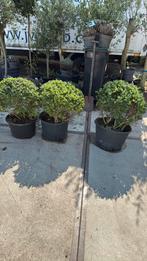 Ilex bollen pot gekweekt ruim 50 cm ectra voordelig 24,95, Tuin en Terras, Planten | Tuinplanten, Ophalen, Bloeit niet, Vaste plant