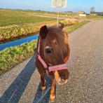 Lieve Shetlander, Merrie, Niet van toepassing, A pony (tot 1.17m), 11 jaar of ouder