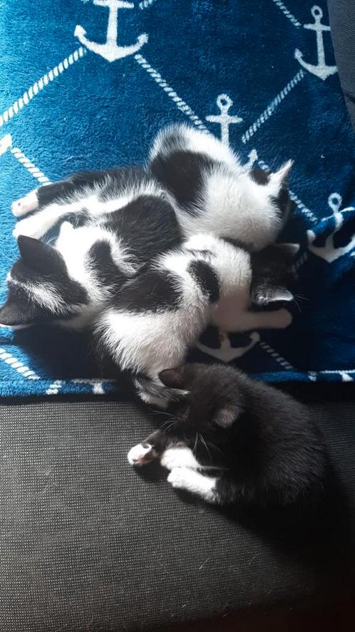 Kittens, Dieren en Toebehoren, Katten en Kittens | Overige Katten