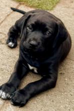 Kruising Rhodesian Ridgeback pups / update 15 juli, Overige rassen, 8 tot 15 weken, CDV (hondenziekte), Meerdere