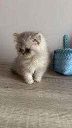 Perzische kitten (Poes), Dieren en Toebehoren, Katten en Kittens | Raskatten | Langhaar, Poes, Ontwormd