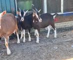 Toggenburger bokken, Dieren en Toebehoren, Schapen, Geiten en Varkens, Vrouwelijk, Schaap