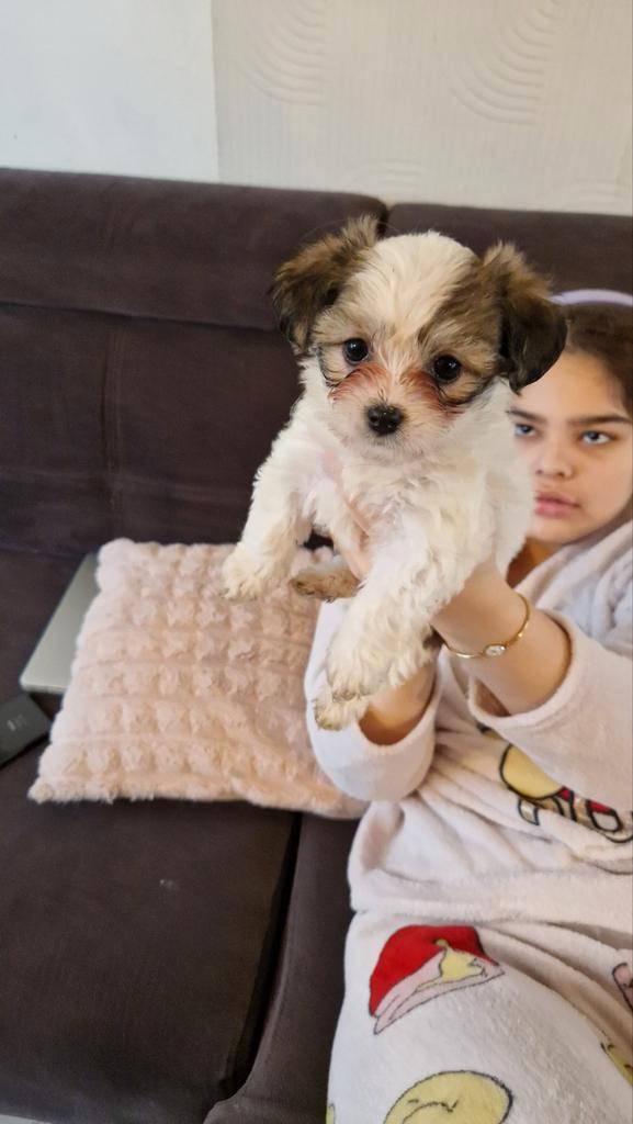 Matipoo pups, Dieren en Toebehoren, Honden | Chihuahua's en Gezelschapshonden, Meerdere dieren, Overige rassen, Particulier, Meerdere