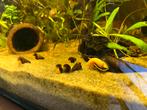 Orange Rabbit snails, Vis