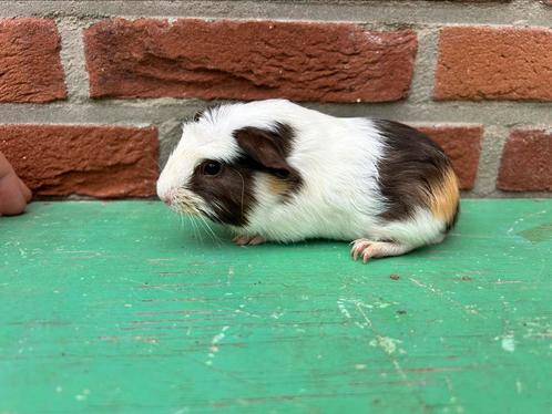 Leuk engels gekruind beertje, Dieren en Toebehoren, Knaagdieren, Mannelijk, Cavia, Juni, Tam