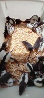 Ratten muizen voederdieren, Dieren en Toebehoren, Meerdere dieren, Muis, Tam