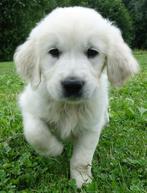 Golden retriever pups   "Reu", Golden retriever, Rabiës (hondsdolheid), Reu, 8 tot 15 weken