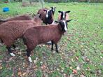 Zwartbles ooilammeren, Dieren en Toebehoren, Schapen, Geiten en Varkens, Vrouwelijk, Schaap, 0 tot 2 jaar