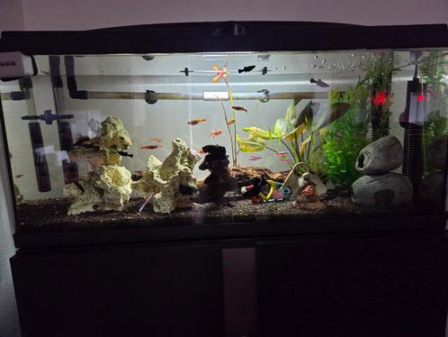 Zeer mooi aquarium compleet met vissen en pomp en toebehoren, Dieren en Toebehoren, Vissen | Aquaria en Toebehoren, Zo goed als nieuw