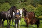 Stalhulp aangeboden, Dieren en Toebehoren, Stalling en Weidegang