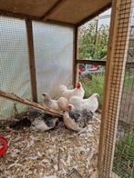 Cochinkriel natuurbroed 2025, Dieren en Toebehoren, Pluimvee, Vrouwelijk, Overige soorten