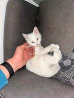 Europees Korthaar x Main Coon, Kater, Ontwormd