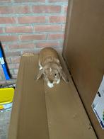 Ik verkoop een mannelijke konijn voor 20 euro.”, Dieren en Toebehoren, Konijnen, Mannelijk