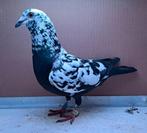 Kleurpostduiven getijgerd doffers 2025, Dieren en Toebehoren, Vogels | Duiven, Mannelijk, Postduif