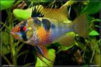 Papiliochromis ramirezi wild kleur  vanaf 11/4 weer binnen, Zoetwatervis, Schoolvis, Vis