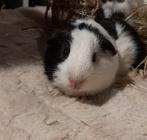 Cavia's super lief en super tam., Juni, Cavia, Tam