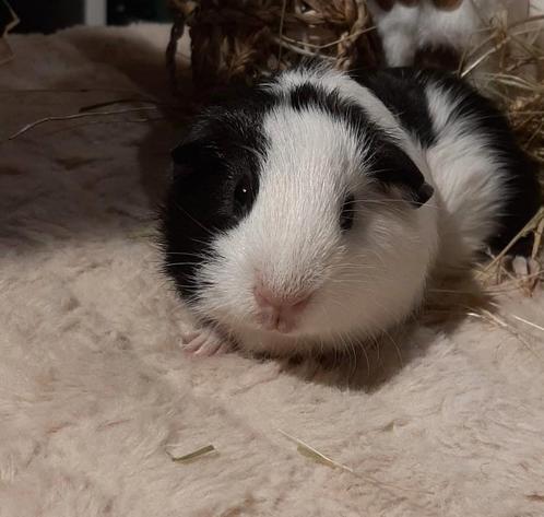 Cavia's super lief en super tam., Dieren en Toebehoren, Knaagdieren, Cavia, Juni, Tam