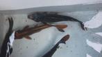 2 koi karpers 35 cm  samen  € 40, Dieren en Toebehoren, Karper of Koi