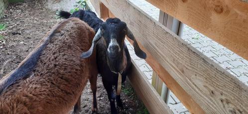 Nubische geit 3 jaar, Dieren en Toebehoren, Schapen, Geiten en Varkens, Geit, Vrouwelijk, 3 tot 5 jaar