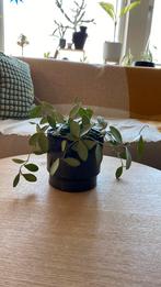 Hoya Nummularoides Silver, Ophalen of Verzenden, Halfschaduw, Minder dan 100 cm