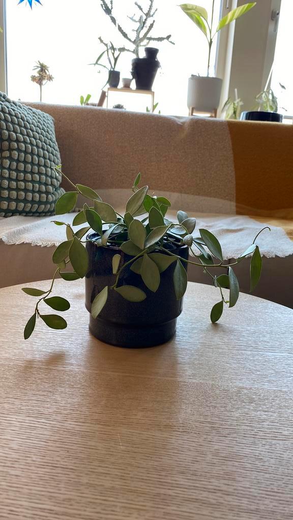 Hoya Nummularoides Silver, Huis en Inrichting, Kamerplanten, Minder dan 100 cm, Halfschaduw, Ophalen of Verzenden
