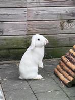 Lieve hangoordwerg, Dieren en Toebehoren, Konijnen, Vrouwelijk, Dwerg, 0 tot 2 jaar