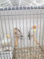 Verachillende soorten mayoor putters mannen en poppen, Dieren en Toebehoren, Meerdere dieren, Wildzangvogel