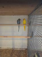 Pracht koppel halsbanden, Dieren en Toebehoren, Vogels | Parkieten en Papegaaien, Meerdere dieren, Parkiet