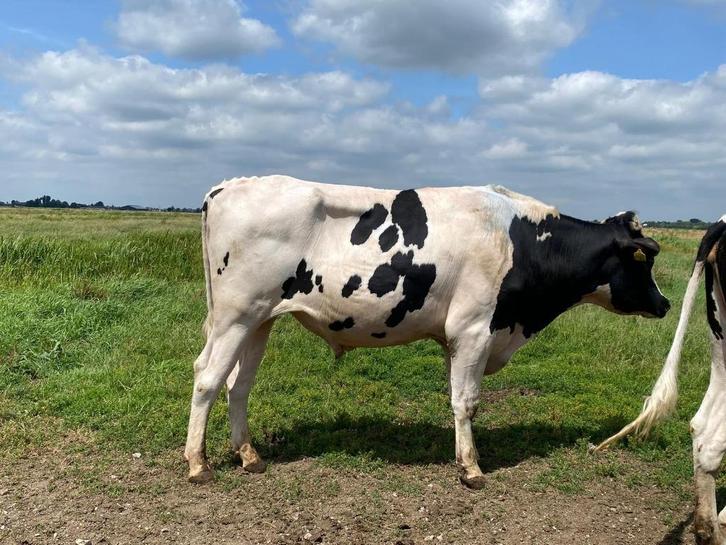 Dekstier met uitstekende lijsten! 100% HF, Verzamelen, Dierenverzamelingen, Nieuw, Overige typen, Overige soorten, Ophalen