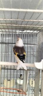 Mooie Majoor Putter koppel komt uit egelhadvan23, Meerdere dieren, Wildzangvogel