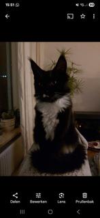 Gecastreerd maincoon herplaatsing, Kater, Gechipt