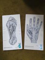Anatomische Platen Voet & Hand, Ophalen of Verzenden, Gelezen, Niet van toepassing