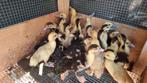 Muskus eenden kuikens 2 weken oud, Dieren en Toebehoren, Pluimvee, Meerdere dieren, Eend